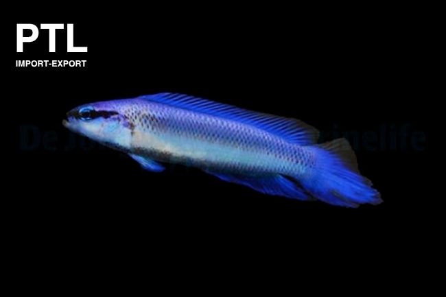 PTLMD83450 PSEUDOCHROMIS INDIGO DOTTYBACK